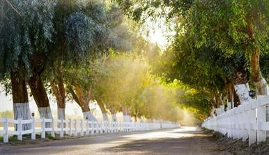 Contour of trees in Indio, California